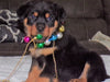 AKC Registered Rottweiler For Sale Sugarcreek, OH Male- Moose