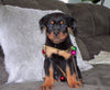 AKC Registered Rottweiler For Sale Sugarcreek, OH Male- Chief