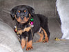 AKC Registered Rottweiler For Sale Sugarcreek, OH Male- Chief