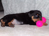 AKC Registered Rottweiler For Sale Sugarcreek, OH Male- Chief