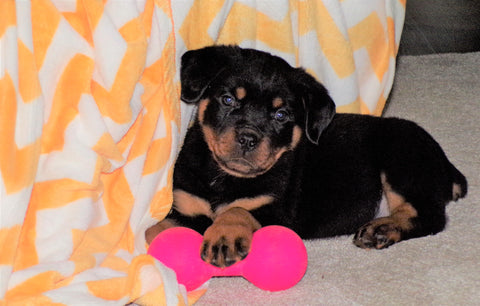 AKC Registered Rottweiler For Sale Sugarcreek, OH Male- Chief