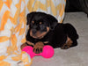 AKC Registered Rottweiler For Sale Sugarcreek, OH Male- Chief
