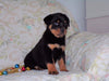 AKC Registered Rottweiler For Sale Sugarcreek, OH Male- Rambo
