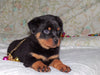AKC Registered Rottweiler For Sale Sugarcreek, OH Male- Rambo
