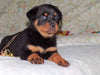 AKC Registered Rottweiler For Sale Sugarcreek, OH Male- Rambo