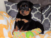 AKC Registered Rottweiler For Sale Sugarcreek, OH Male- Rambo