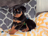AKC Registered Rottweiler For Sale Sugarcreek, OH Female- Bella