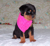 AKC Registered Rottweiler For Sale Sugarcreek, OH Female- Bella
