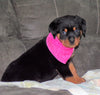 AKC Registered Rottweiler For Sale Sugarcreek, OH Female- Bella