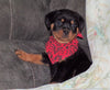 AKC Registered Rottweiler For Sale Sugarcreek, OH Female- Cece