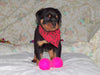 AKC Registered Rottweiler For Sale Sugarcreek, OH Female- Cece