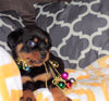 AKC Registered Rottweiler For Sale Sugarcreek, OH Female- Cece