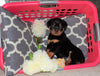 AKC Registered Rottweiler For Sale Sugarcreek, OH Female- Cece
