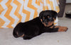 AKC Registered Rottweiler For Sale Sugarcreek, OH Female- Cece