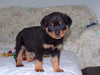 AKC Registered Rottweiler For Sale Sugarcreek, OH Male- Harley