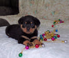AKC Registered Rottweiler For Sale Sugarcreek, OH Male- Harley