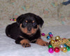 AKC Registered Rottweiler For Sale Sugarcreek, OH Male- Harley