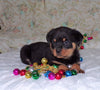 AKC Registered Rottweiler For Sale Sugarcreek, OH Male- Harley