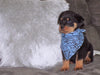 AKC Registered Rottweiler For Sale Sugarcreek, OH Male- Harley