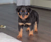 AKC Registered Rottweiler For Sale Sugarcreek, OH Male- Harley