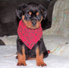AKC Registered Rottweiler For Sale Sugarcreek, OH Female- Joy