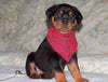AKC Registered Rottweiler For Sale Sugarcreek, OH Female- Joy