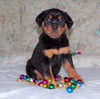 AKC Registered Rottweiler For Sale Sugarcreek, OH Female- Joy