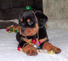 AKC Registered Rottweiler For Sale Sugarcreek, OH Female- Joy