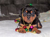 AKC Registered Rottweiler For Sale Sugarcreek, OH Female- Joy