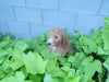 AKC Registered Standard Poodle For Sale Fresno OH Female-Krista