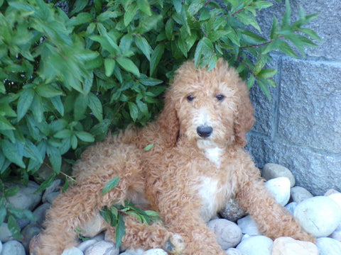 AKC Registered Standard Poodle For Sale Fresno OH Female-Krista