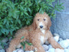 AKC Registered Standard Poodle For Sale Fresno OH Female-Krista