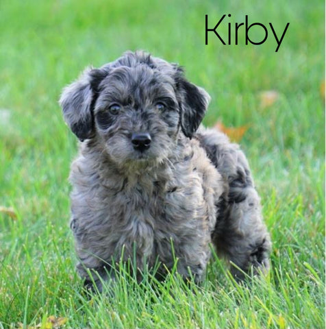 Mini Goldendoodle *BLUE MERLE* For Sale Loudenville, OH Male- Kirby