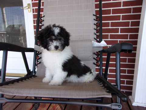 Teddy Poo Puppy For Sale Applecreek, OH Male - Omar