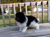 Teddy Poo Puppy For Sale Applecreek, OH Male - Sparky