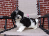 Teddy Poo Puppy For Sale Applecreek, OH Female - Tootsie