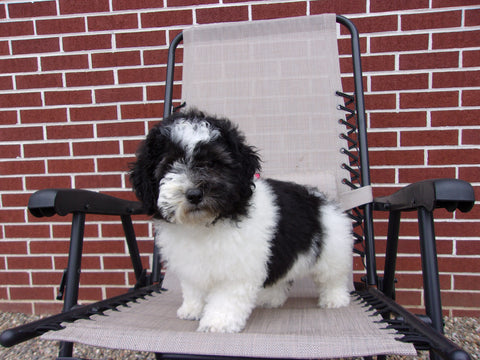 Teddy Poo Puppy For Sale Applecreek, OH Male - Teddy