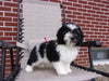 Teddy Poo Puppy For Sale Applecreek, OH Male - Teddy