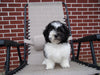 Teddy Poo Puppy For Sale Applecreek, OH Male - Teddy