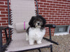 Teddy Poo Puppy For Sale Applecreek, OH Female - Lilly