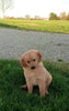 AKC Registered Golden Retriever For Sale Fredericksburg OH -Rita