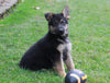 AKC Registered German Shepherd For Sale Millersburg, OH Male- Carson