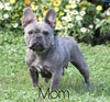 AKC Registered French Bulldog For Sale Fredericksburg, OH Female- Serena