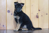 AKC Registered German Shepherd For Sale Millersburg, OH Female- Jewel