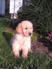 AKC Registered Golden Retriever For Sale Millersburg, OH Female- Macey