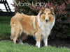AKC Registered Collie (Lassie) For Sale Fredericksburg, OH Female- Sadie