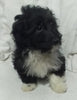 Mini Aussiepoo For Sale Fredericksburg OH Female-Bella