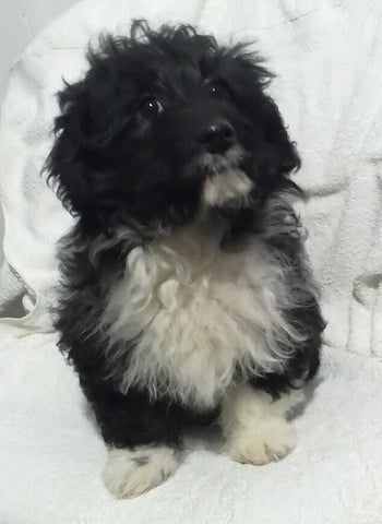 Mini Aussiepoo For Sale Fredericksburg OH Female-Bella