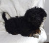 Mini Aussiepoo For Sale Fredericksburg OH Female-Hope