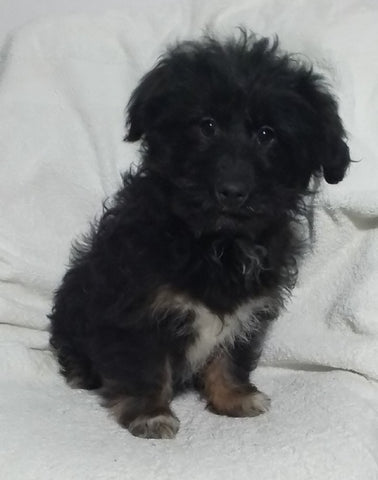 Mini Aussiepoo For Sale Fredericksburg OH Female-Hope